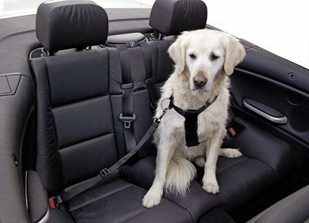 KERBL Sicherheitsgurt für Hunde, verstellbar, 30-60 cm